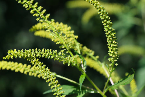 Some Simple Solutions to Help Combat Summer Allergies